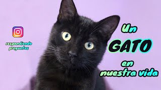 Un gato en nuestras vidas!  Respondemos Preguntas