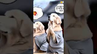 #강아지 #에이아이 #우주복