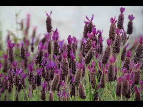 Video: Surat Cinta Untuk Lavender: Sejarah, Manfaat, Jenis, Dan Banyak Lagi