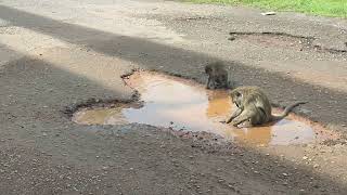DINAMIKA POPULASI KERA EKOR PANJANG (Macaca fascicularis) DI KOMPLEK MAKAM RATU BAGUS KUNING