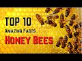 Top 10 des faits tonnants sur les abeilles mellifres