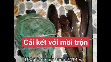 Làm mồi câu cá : cá rô phi, cá trê và cá rô phi với cái kết bất ngờ
