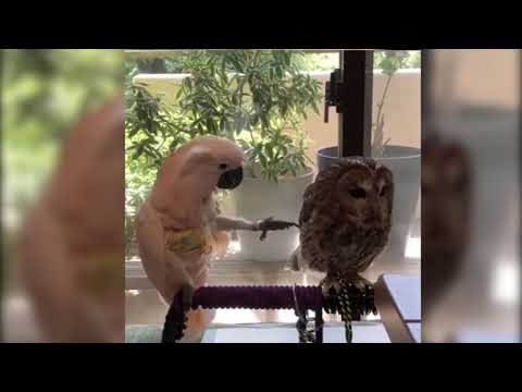 owl-and-a-parrot-owl-pestering-a-parrot