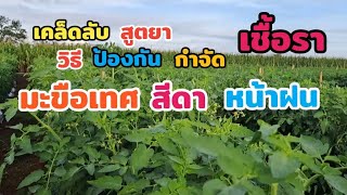 เคล็ดลับ สูตรยา วิธี ป้องกัน กำจัด เชื้อรา มะเขือเทศสีดา หน้าฝน