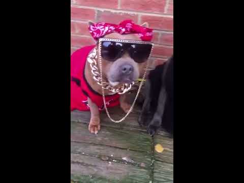 Pitbull Mannequin Challenge Thumbnail image