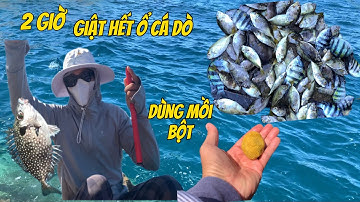 Câu Cá Biển Tự Nhiên, Câu Cá Dò Bằng Mồi Bột Tự Chế, Câu Ghềnh, Cá Dò, TÝ FISHING.