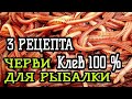 КАК ПРИГОТОВИТЬ ЧЕРВЯ ДЛЯ РЫБАЛКИ | ЧЕРВЬ ЛУЧШАЯ НАСАДКА НА КАРАСЯ, КАРПА