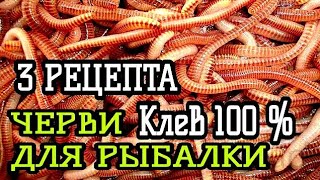 КАК ПРИГОТОВИТЬ ЧЕРВЯ ДЛЯ РЫБАЛКИ | ЧЕРВЬ ЛУЧШАЯ НАСАДКА НА КАРАСЯ, КАРПА | ТРИ НОВЫХ РЕЦЕПТА