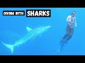 Swimming with SHARKS in HAWAII (No Cage) - Was it worth It?