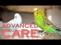 Budgie or Parakeet Care | Advanced Keeping Compilation