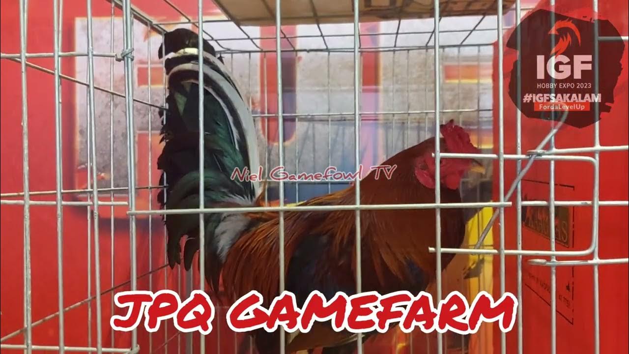 International Gamefowl Festival 2023 BLUE BLADE GAMEFARM & JPQ GAMEFARM