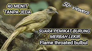 Suara pikat merbah lekir merbah belukar 40menit tanpa jeda || flame throated bulbuls mp3 song birds