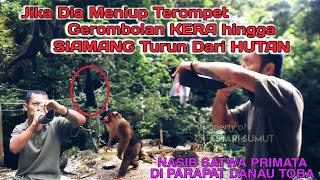 Orang dibalik kelestarian monyet dan kera di parapat. Taman Wisata Kera Sibaganding Parapat