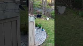 This was pretty cool. You don’t usually get to see a black bear this close.