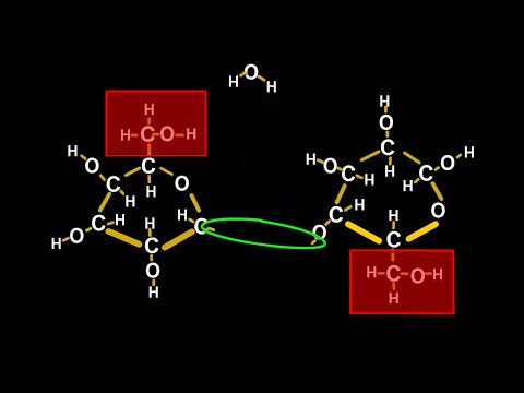 化学反応に関する化学チュートリアル：植物がセルロースを作る方法