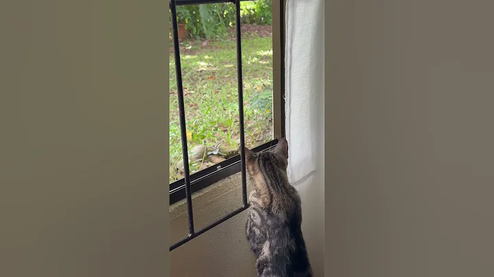 Video 11423191: pets kitty funnycats catlove, pets funnycats catlover cute, catlovers catlife pet, cat cutecat pets animals, cat pets cutecat funny, cutecat love pets animals
