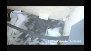 DO YOU KNOW WHAT'S HIDING IN YOUR DRYER VENT?!