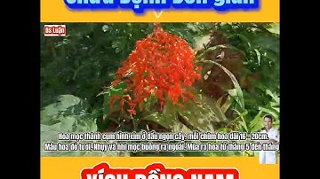 Công dụng chữa bệnh của cây Mò hoa đỏ(Xích đồng Nam)|Trần Văn luận Official