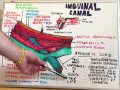 Inguinal Canal - Anatomy Lecture for Medical Students - USMLE Step1