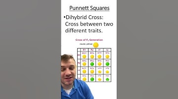 Monohybrid vs. Dihybrid Punnett square