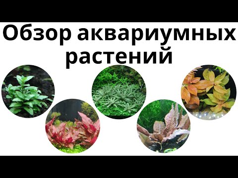 Обзор аквариумных растений