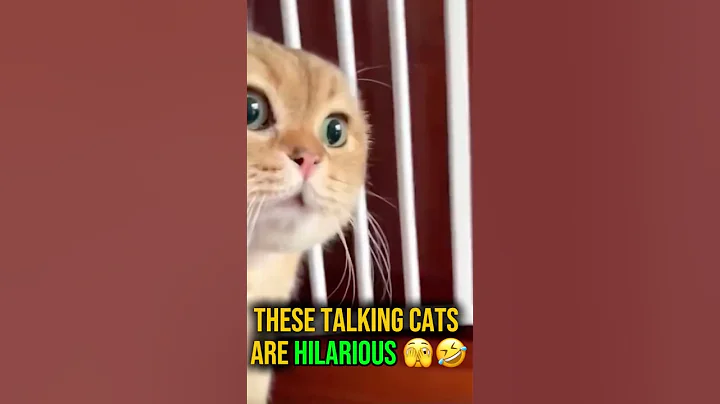 Watch the video about Talking cats 🤔😂 #cat #funny #talking #cute #catlife