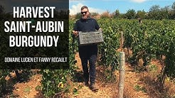 Making Wine in Saint-Aubin, Burgundy