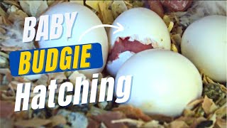 Baby Budgie Hatches From Egg