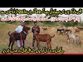 Arif goat farm  sialkoti goats farming and nagri goats farming  daily 2 thousand milk earning