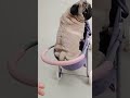 El perrito carlinopug llamado bubbles se cree un beb