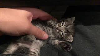 Petting Kitten