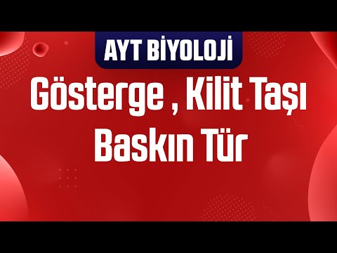 Video: Kilit taşı türleri biyoçeşitliliği nasıl etkiler?