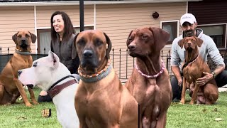 VERY RARE AFRICAN DOGS ~ Rhodesian Ridgeback