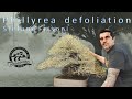 Advanced Bonsai Technique Phillyrea Defoliation By Stefano Frisoni Advanced Bonsai Technique Phillyrea Defoliation By Stefano Frisoni