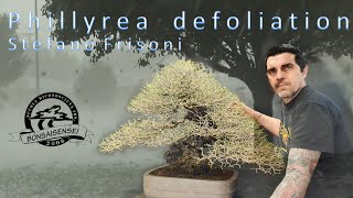 Advanced bonsai technique - Phillyrea defoliation by Stefano Frisoni