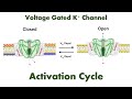 Activation cycle of voltage gated potassium channels