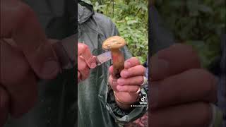 Bitter Boletes!