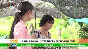 Cảnh báo nguy cơ rắn cắn trong mùa mưa
