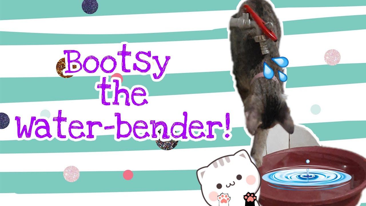 Cat vs. Water | Funny Cat's | Zimba the Cat