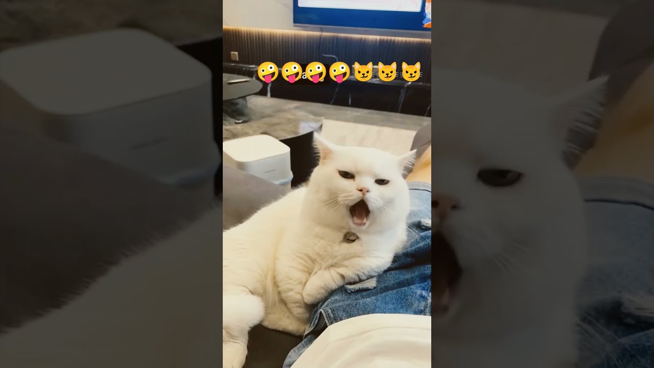Funniest Cat Video Shortsviral Shortvideo Funny Funnycat
