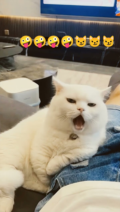 Funniest cat video#shortsviral #shortvideo #funny #funnycat