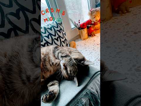 Mood До Нового года: провести лекцию о рождественских фильмах, закончить сценарий, снять влог.