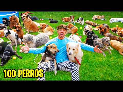 Video: 7 pasos para asegurar que su cachorro permanezca seguro en Doggie Day Care