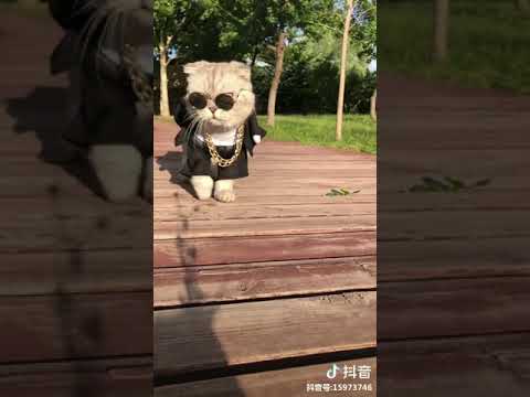 霸气侧漏的大喵