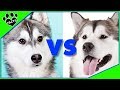 Alaskan Malamute vs Siberian Husky Which is Better? Dog vs Dog