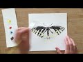 Eastern black swallowtail watercolor tutorial  marni manning art