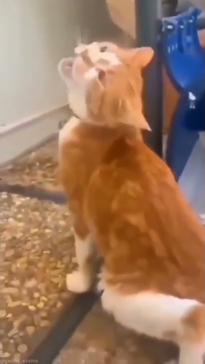 Kucing kesurupan khodam harimau