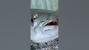 Barracuda The Ocean
