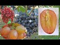 @Який виноград посадити  Виноград Загорулько на Полтавщині