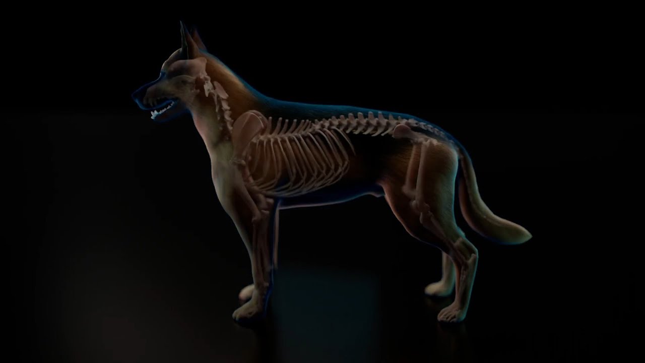 OrthoLine™ Radial Fracture System